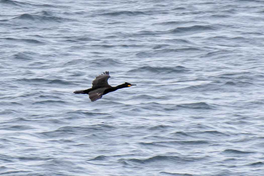 European Shag